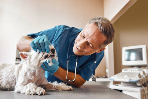 Best Pediatric Emergency Dentist in Salado, TX